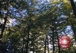 Image of Sylvania Recreation Area Michigan United States USA, 1967, second 31 stock footage video 65675068315