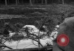 Image of Burial for Wöbbelin Camp victims Ludwigslust Germany, 1945, second 8 stock footage video 65675068334
