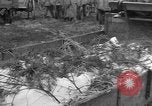 Image of Burial for Wöbbelin Camp victims Ludwigslust Germany, 1945, second 11 stock footage video 65675068334