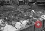 Image of Burial for Wöbbelin Camp victims Ludwigslust Germany, 1945, second 12 stock footage video 65675068334