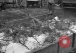 Image of Burial for Wöbbelin Camp victims Ludwigslust Germany, 1945, second 13 stock footage video 65675068334