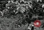 Image of Bivouac Area United States USA, 1942, second 33 stock footage video 65675068403