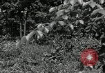 Image of Bivouac Area United States USA, 1942, second 35 stock footage video 65675068403