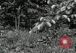 Image of Bivouac Area United States USA, 1942, second 36 stock footage video 65675068403