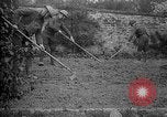 Standbild Truppen von 168 Infanterie Regiment (AEF) Pflanze Gemüse Badonviller Frankreich, 1918, aus Sekunde 13 historischem Filmmaterial Videoclip 65675068476