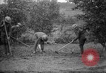 Standbild Truppen von 168 Infanterie Regiment (AEF) Pflanze Gemüse Badonviller Frankreich, 1918, aus Sekunde 29 historischem Filmmaterial Videoclip 65675068476