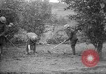 Standbild Truppen von 168 Infanterie Regiment (AEF) Pflanze Gemüse Badonviller Frankreich, 1918, aus Sekunde 30 historischem Filmmaterial Videoclip 65675068476