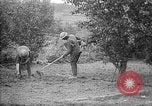 Standbild Truppen von 168 Infanterie Regiment (AEF) Pflanze Gemüse Badonviller Frankreich, 1918, aus Sekunde 32 historischem Filmmaterial Videoclip 65675068476