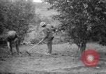 Standbild Truppen von 168 Infanterie Regiment (AEF) Pflanze Gemüse Badonviller Frankreich, 1918, aus Sekunde 33 historischem Filmmaterial Videoclip 65675068476