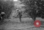Standbild Truppen von 168 Infanterie Regiment (AEF) Pflanze Gemüse Badonviller Frankreich, 1918, aus Sekunde 34 historischem Filmmaterial Videoclip 65675068476