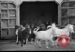 Image of Tierpark Hagenbeck zoo Hamburg Germany, 1945, second 11 stock footage video 65675068493