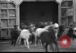 Image of Tierpark Hagenbeck zoo Hamburg Germany, 1945, second 12 stock footage video 65675068493