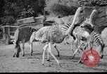 Image of Tierpark Hagenbeck zoo Hamburg Germany, 1945, second 13 stock footage video 65675068493