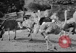 Image of Tierpark Hagenbeck zoo Hamburg Germany, 1945, second 14 stock footage video 65675068493