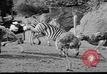 Image of Tierpark Hagenbeck zoo Hamburg Germany, 1945, second 15 stock footage video 65675068493
