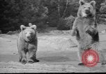 Image of Tierpark Hagenbeck zoo Hamburg Germany, 1945, second 16 stock footage video 65675068493