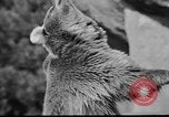 Image of Tierpark Hagenbeck zoo Hamburg Germany, 1945, second 24 stock footage video 65675068493
