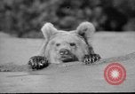 Image of Tierpark Hagenbeck zoo Hamburg Germany, 1945, second 26 stock footage video 65675068493