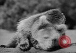 Image of Tierpark Hagenbeck zoo Hamburg Germany, 1945, second 27 stock footage video 65675068493