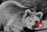 Image of Tierpark Hagenbeck zoo Hamburg Germany, 1945, second 28 stock footage video 65675068493
