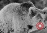 Image of Tierpark Hagenbeck zoo Hamburg Germany, 1945, second 29 stock footage video 65675068493