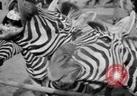 Image of Tierpark Hagenbeck zoo Hamburg Germany, 1945, second 31 stock footage video 65675068493
