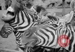 Image of Tierpark Hagenbeck zoo Hamburg Germany, 1945, second 32 stock footage video 65675068493