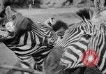Image of Tierpark Hagenbeck zoo Hamburg Germany, 1945, second 33 stock footage video 65675068493