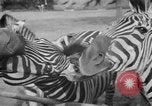Image of Tierpark Hagenbeck zoo Hamburg Germany, 1945, second 34 stock footage video 65675068493