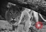 Image of Tierpark Hagenbeck zoo Hamburg Germany, 1945, second 36 stock footage video 65675068493