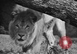 Image of Tierpark Hagenbeck zoo Hamburg Germany, 1945, second 37 stock footage video 65675068493