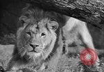 Image of Tierpark Hagenbeck zoo Hamburg Germany, 1945, second 38 stock footage video 65675068493