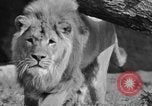 Image of Tierpark Hagenbeck zoo Hamburg Germany, 1945, second 39 stock footage video 65675068493