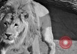 Image of Tierpark Hagenbeck zoo Hamburg Germany, 1945, second 40 stock footage video 65675068493