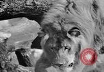 Image of Tierpark Hagenbeck zoo Hamburg Germany, 1945, second 41 stock footage video 65675068493