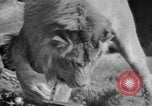 Image of Tierpark Hagenbeck zoo Hamburg Germany, 1945, second 42 stock footage video 65675068493