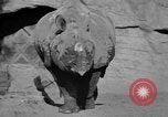Image of Tierpark Hagenbeck zoo Hamburg Germany, 1945, second 45 stock footage video 65675068493