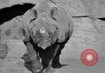 Image of Tierpark Hagenbeck zoo Hamburg Germany, 1945, second 46 stock footage video 65675068493