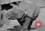 Image of Tierpark Hagenbeck zoo Hamburg Germany, 1945, second 47 stock footage video 65675068493