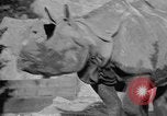 Image of Tierpark Hagenbeck zoo Hamburg Germany, 1945, second 48 stock footage video 65675068493