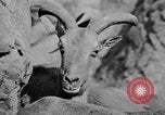 Image of Tierpark Hagenbeck zoo Hamburg Germany, 1945, second 51 stock footage video 65675068493