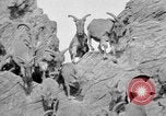 Image of Tierpark Hagenbeck zoo Hamburg Germany, 1945, second 52 stock footage video 65675068493