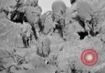 Image of Tierpark Hagenbeck zoo Hamburg Germany, 1945, second 53 stock footage video 65675068493