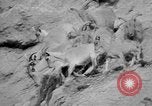 Image of Tierpark Hagenbeck zoo Hamburg Germany, 1945, second 54 stock footage video 65675068493