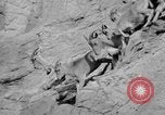 Image of Tierpark Hagenbeck zoo Hamburg Germany, 1945, second 55 stock footage video 65675068493