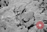 Image of Tierpark Hagenbeck zoo Hamburg Germany, 1945, second 56 stock footage video 65675068493