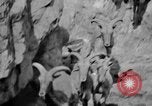 Image of Tierpark Hagenbeck zoo Hamburg Germany, 1945, second 57 stock footage video 65675068493