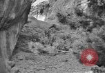 Image of Tierpark Hagenbeck zoo Hamburg Germany, 1945, second 60 stock footage video 65675068493