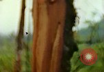 Standbild Flora Guatemala, 1946, aus Sekunde 3 historischem Filmmaterial Videoclip 65675068502
