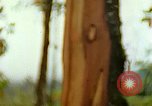 Standbild Flora Guatemala, 1946, aus Sekunde 4 historischem Filmmaterial Videoclip 65675068502